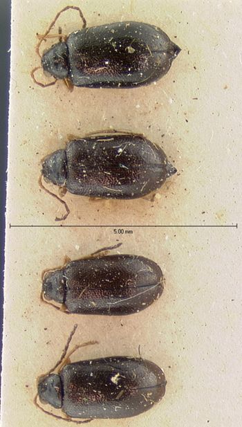 Media type: image; Entomology 18407   Aspect: habitus dorsal view